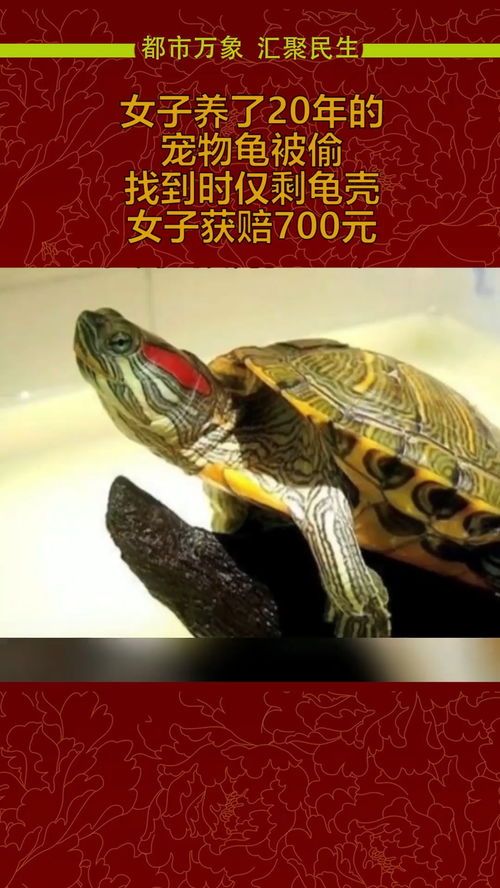 “宠物龟壳硬度,揭秘宠物龟健康密码!”