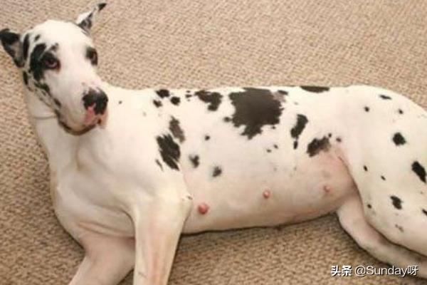 回答狗狗怀孕后吃什么好？