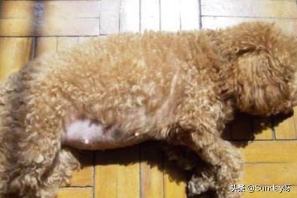 回答狗狗怀孕后吃什么好？