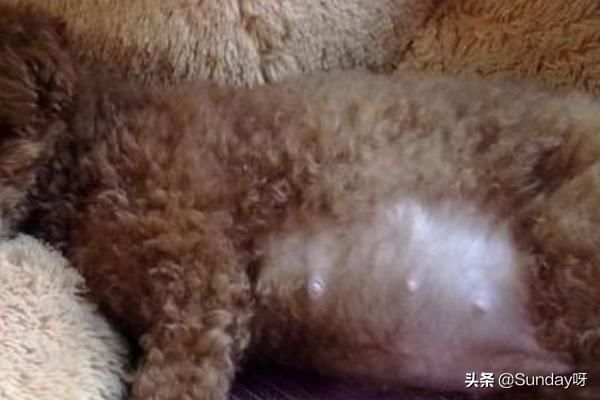 回答狗狗怀孕后吃什么好？