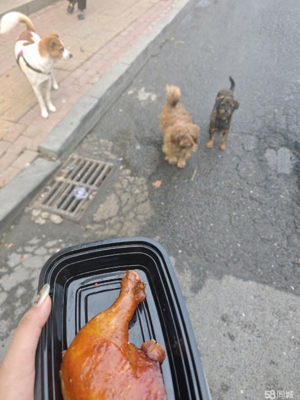 想养一只小狗狗