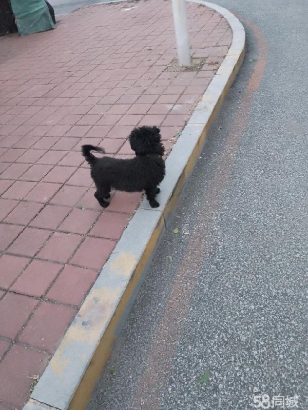 卷毛狗 不掉毛 十分人意 ，狗狗一岁多，主人照顾病患老人和孩