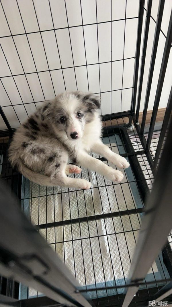 陨石边牧找领养