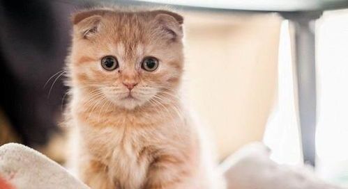 猫咪怀孕多久可以生产？