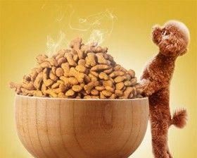 母狗孕期狗粮选择指南：如何确保营养和健康？