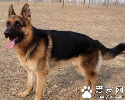 德国牧羊犬吃什么食物