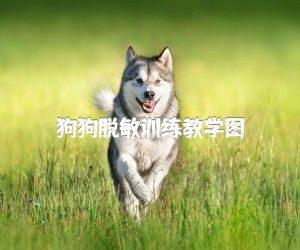 狗狗脱敏训练教学图