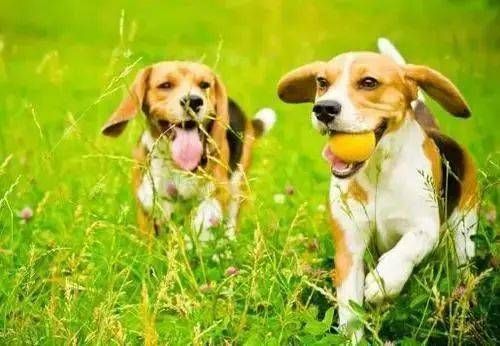 训练宠物犬不对外吠叫,提升社交礼仪。