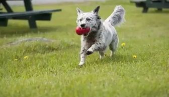 训练宠物犬不对外吠叫,提升社交礼仪。