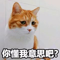 带着萌宠小仓鼠旅游,体验不一样的旅行乐趣?
