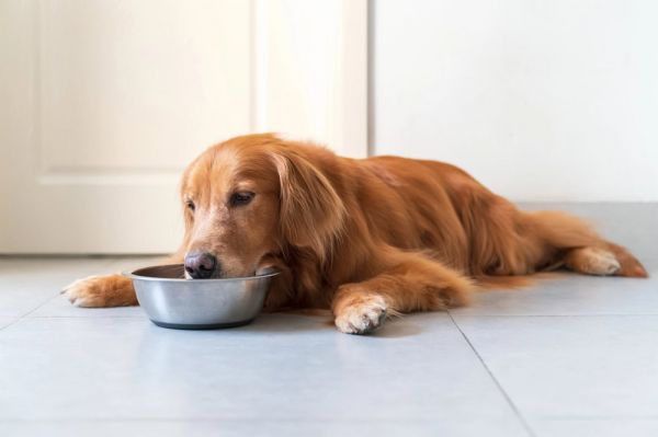 狗食欲不振。