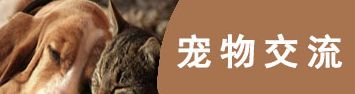 有哪些软甲能跟宠物说话 可以和宠物交流的软件