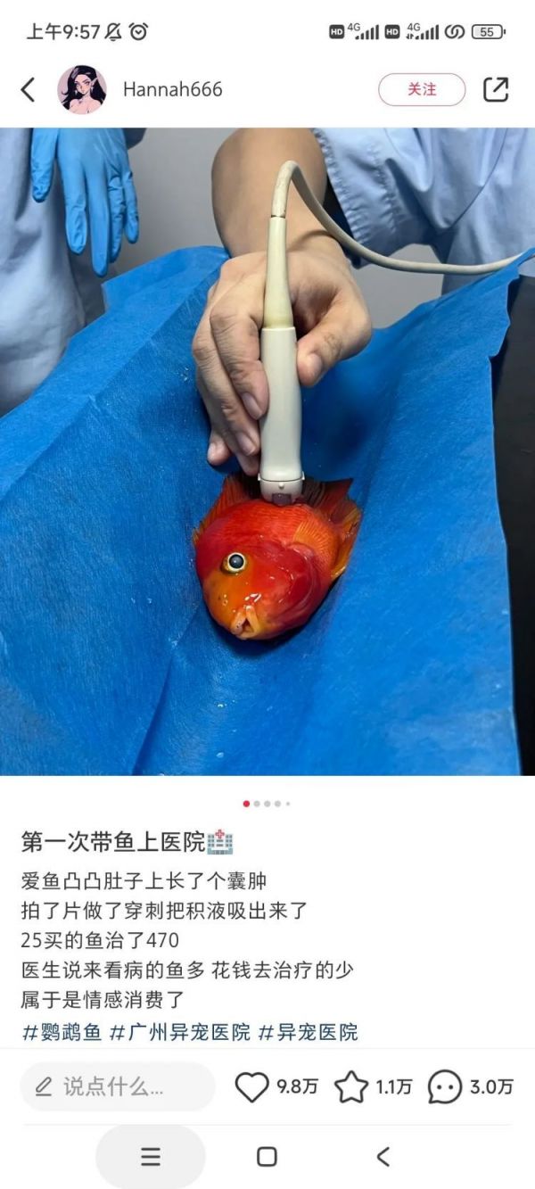 花470元给25元买的鱼看病？新赛道崛起，有哪些机会？