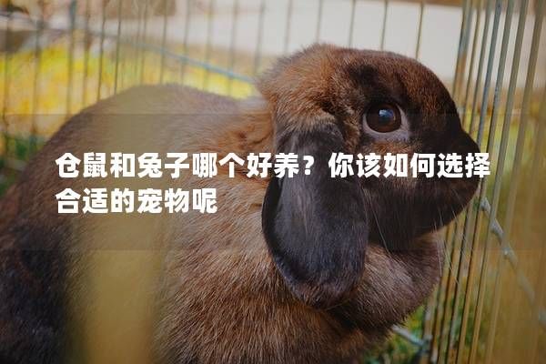 仓鼠和兔子哪个好养？你该如何选择合适的宠物呢