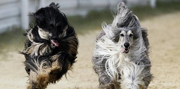 让你的阿富汗犬毛发更加好看的方法（宠物狗毛发护理技巧，让你的阿富汗犬光彩照人）