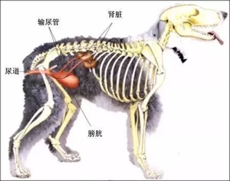“狗狗子宫冲洗，专业护理教程，快收藏！”