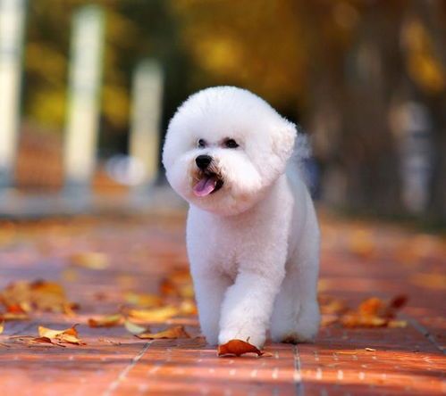 比熊犬可爱易养，护理简单。