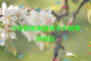 今日萌宠美国可卡犬的养护知识