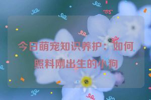 今日萌宠知识养护：如何照料刚出生的小狗