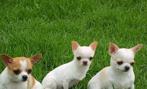 吉娃娃犬养护常识