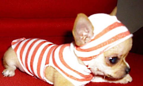 吉娃娃犬养护常识