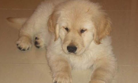 金毛犬的养护知识