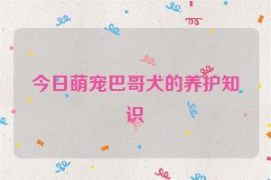 今日萌宠巴哥犬的养护知识