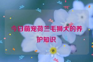 今日萌宠荷兰毛狮犬的养护知识