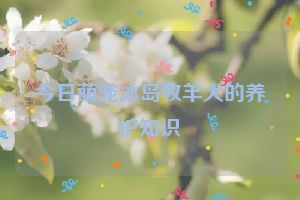 今日萌宠冰岛牧羊犬的养护知识
