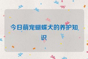 今日萌宠蝴蝶犬的养护知识