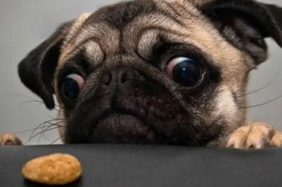 一定要控制狗狗零食的量，不然会影响食欲