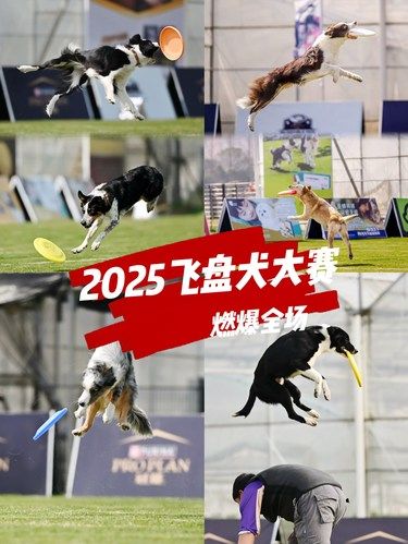 边牧看了都直呼专业！