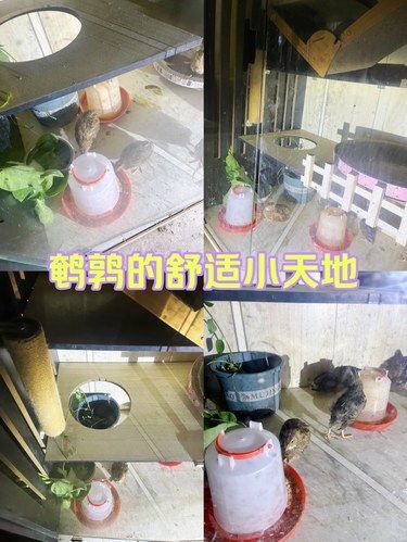 新宠物鹌鹑的舒适小天地