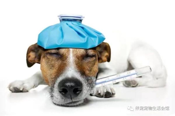 狗狗的疫苗你了解吗