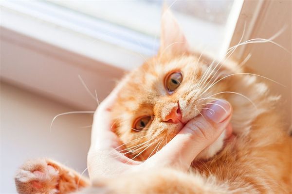 宠物犬打疫苗的种类和接种时间