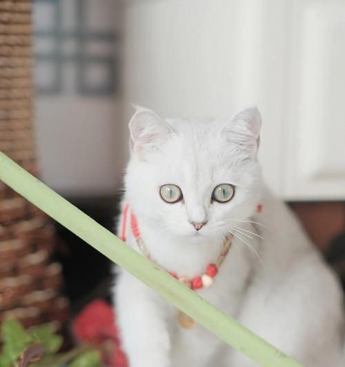 轻宠食猫咪可以吃吗？选择适合猫咪的健康食品指南？