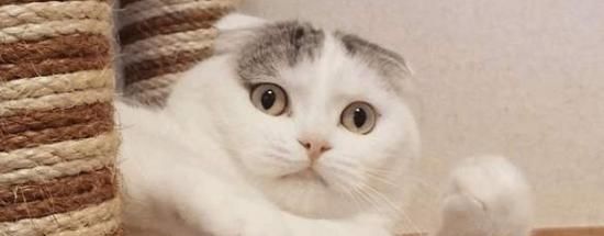 轻宠食猫咪可以吃吗？选择适合猫咪的健康食品指南？