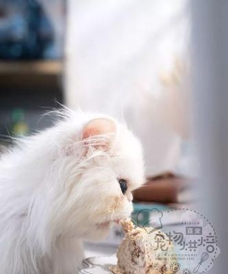 轻宠食猫咪可以吃吗？选择适合猫咪的健康食品指南？