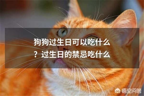 狗狗过生日可以吃什么？过生日的禁忌吃什么