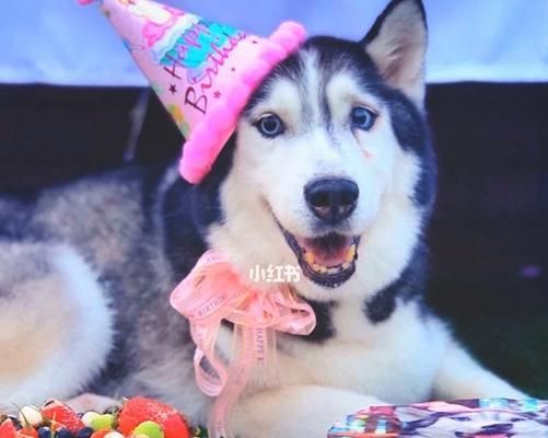 狗狗生日宴（宠物过生日）