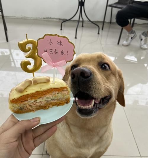 狗狗生日宴（宠物过生日）