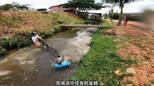 卡拉米和卡拉哨两兄弟围捕巨骨舌鱼，差点被反杀
