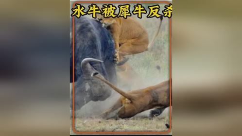 犀牛以为自己无敌