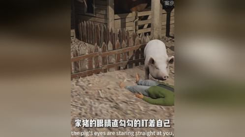 家猪开智事件如果你家的猪眼睛直勾勾顶盯着你看