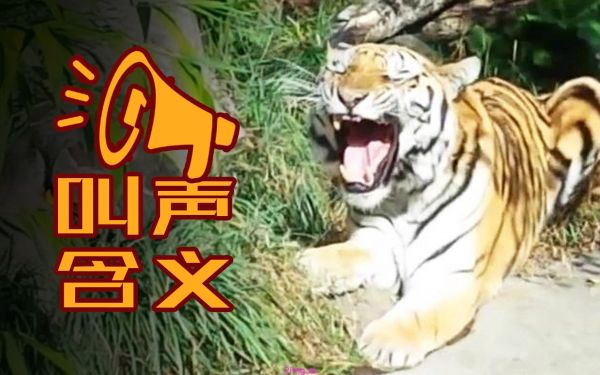 AI 能否“听懂”动物?明年或有大突破!