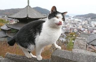 猫咪聚集地,哪个城市藏有它们的天堂?