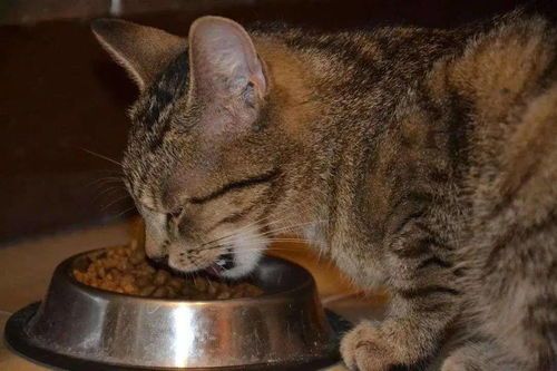 抚顺宠物市场，猫咪天堂