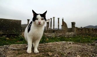 猫咪天堂?哪个国家是猫咪的天堂?