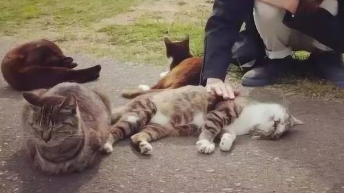 猫咪天堂?哪个国家是猫咪的天堂?