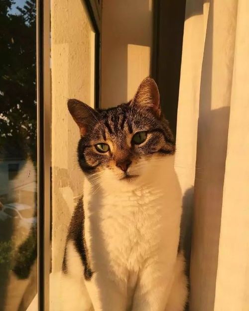 猫咪天堂攻略分享,宠物养护秘籍!